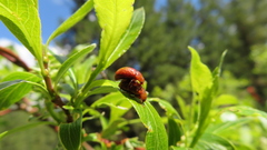 Neocrepidodera ferruginea