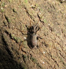 Neocicindela