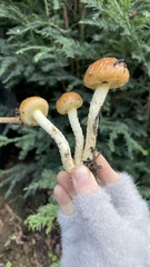 Pholiota brunnescens