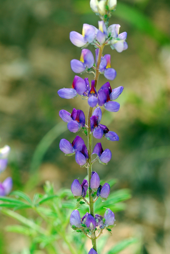Image of Lupinus neomexicanus by (c) Tom Kennedy, some rights reserved (CC BY)