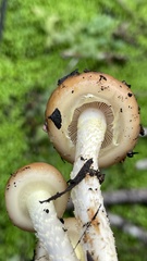 Pholiota brunnescens