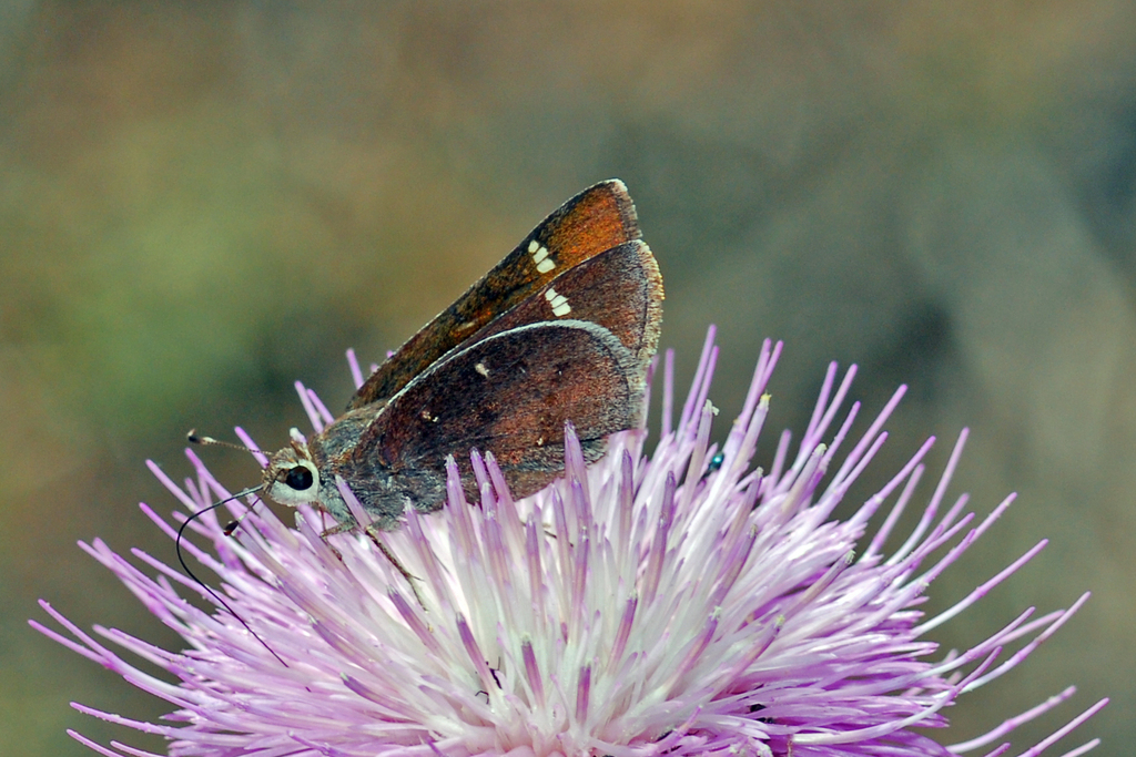 Deva Skipper