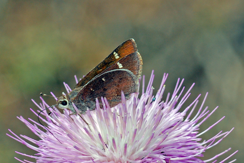 Deva Skipper