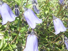 Campanula cochleariifolia
