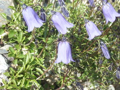 Campanula cochleariifolia
