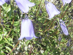 Campanula cochleariifolia