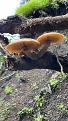 Armillaria mellea
