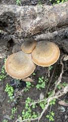 Armillaria mellea