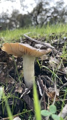 Russula cerolens