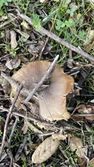 Russula cerolens