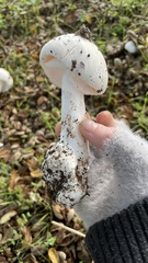Amanita ocreata