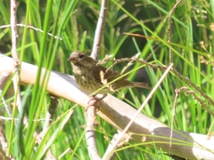 Haemorhous purpureus californicus