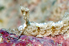 Limenandra rosanae