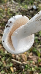 Amanita ocreata