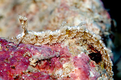 Limenandra rosanae