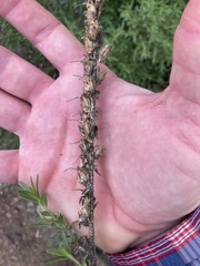 Sairocarpus multiflorus