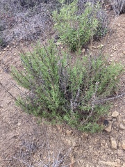 Sairocarpus multiflorus