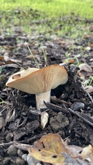 Lactarius alnicola