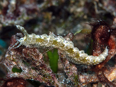 Limenandra rosanae