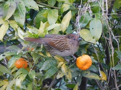 Grammatoptila striata