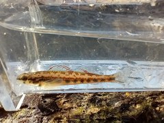 Etheostoma pyrrhogaster