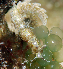 Limenandra rosanae
