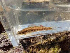 Etheostoma pyrrhogaster