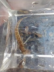 Etheostoma pyrrhogaster