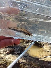 Etheostoma pyrrhogaster