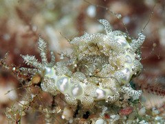 Limenandra rosanae