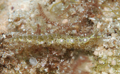 Limenandra rosanae