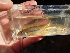 Phenacobius mirabilis