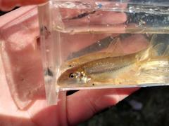 Phenacobius mirabilis