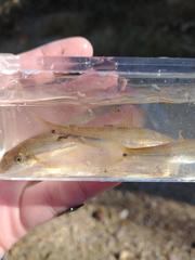 Phenacobius mirabilis