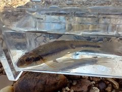 Phenacobius mirabilis