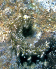 Limenandra rosanae
