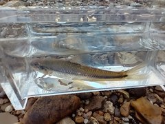 Phenacobius mirabilis