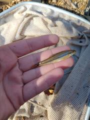 Phenacobius mirabilis