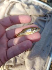 Phenacobius mirabilis