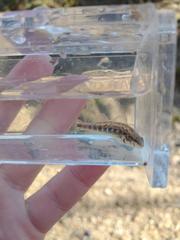 Etheostoma pyrrhogaster