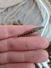Etheostoma pyrrhogaster