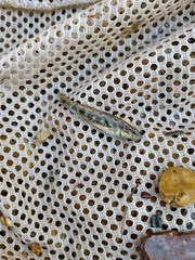 Etheostoma pyrrhogaster