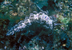 Limenandra rosanae