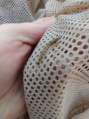 Etheostoma pyrrhogaster