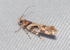Aristotelia howardi