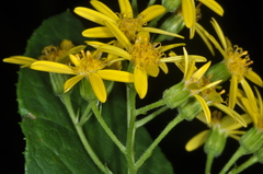 Acrisione denticulata