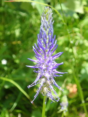 Phyteuma persicifolium