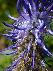 Phyteuma persicifolium