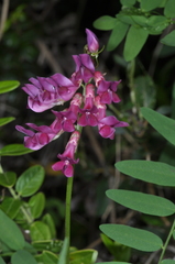 Vicia nigricans