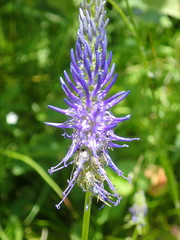 Phyteuma persicifolium